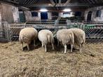 Gekeurde swifter ramlammeren, Dieren en Toebehoren, Schapen, Geiten en Varkens, Mannelijk, Schaap
