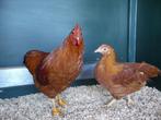 New Hampshire krielen | Goede leggers | Passend advies, Vrouwelijk, Kip