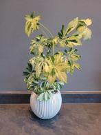 schefflera melanie (vingersboom), Ophalen, Halfschaduw, Minder dan 100 cm
