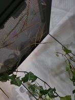 Indische wandelende takken, Wandelende tak