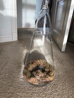 Glazen stolp / vaas (hoogte 52cm), Ophalen of Verzenden, Zo goed als nieuw