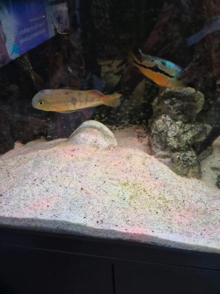 Amerikaanse cichliden, Dieren en Toebehoren, Vissen | Aquariumvissen, Vis