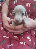 Teckel pups te koop .., Parvo, 8 tot 15 weken, Korthaar, Dwerg