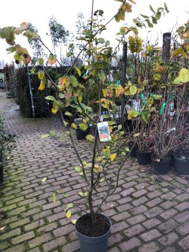 Parrotia persica, Perzisch ijzerhout, meerstammige 160-180cm, Tuin en Terras, Planten | Bomen, Overige soorten, 100 tot 250 cm