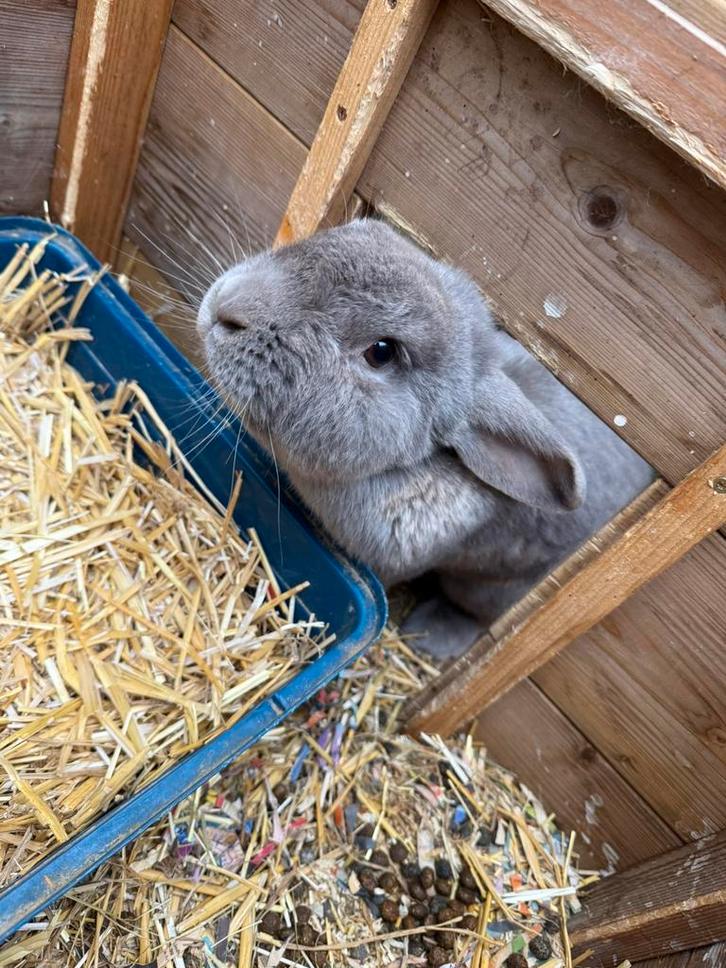 Konijn, Dieren en Toebehoren, Konijnen, Dwerg, Meerdere dieren