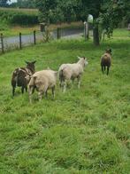 Ramlammeren, Dieren en Toebehoren, Schapen, Geiten en Varkens, Geit