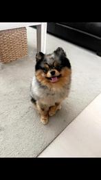 Dekreu, Dieren en Toebehoren, Honden | Dekreuen, Rabiës (hondsdolheid), Reu, 1 tot 2 jaar, Eén hond