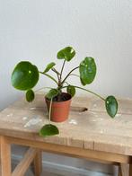 Pilea splash, Huis en Inrichting, Kamerplanten, Ophalen, Overige soorten, Minder dan 100 cm