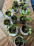 Pannekoekenplant stekken, Ophalen, Overige soorten, Minder dan 100 cm