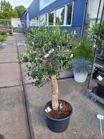 1 olijfboom te koop €69,95, Lente, 100 tot 250 cm, Olijfboom, Ophalen