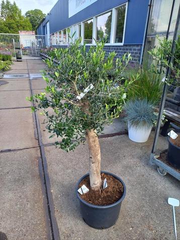 2 olijfbomen te koop €69,95 p.st. beschikbaar voor biedingen