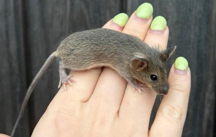 Lieve tamme engelse muis (vrouw), Dieren en Toebehoren, Reptielen en Amfibieën, 0 tot 2 jaar, Tam