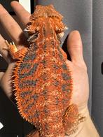 Baardagaam. Half Red monster high blue bar, Dieren en Toebehoren, Reptielen en Amfibieën, Hagedis, 0 tot 2 jaar