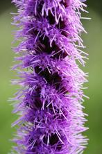 Bio zaden Lampenpoetser – Liatris spicata, Verzenden, Voorjaar, Volle zon, Zaad