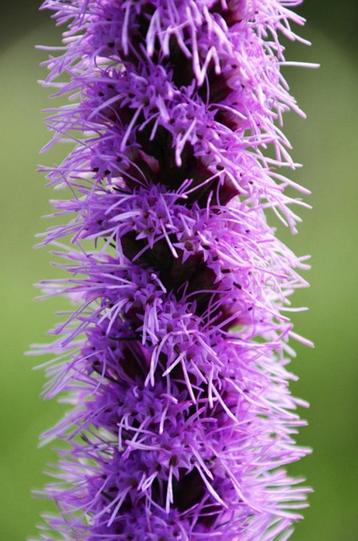 Bio zaden Lampenpoetser – Liatris spicata beschikbaar voor biedingen