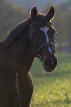 Premiere dax hoodstel, Ophalen of Verzenden, Zo goed als nieuw, Springen