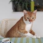 ACE: Ceteno is een ware knuffelaar, in opv in NL, Dieren en Toebehoren, Katten en Kittens | Overige Katten, Kater, Kortharig, 0 tot 2 jaar