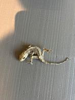 Dode gekko, Hagedis