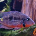 Cichlasoma meeki, Dieren en Toebehoren, Vissen | Aquariumvissen, Vis