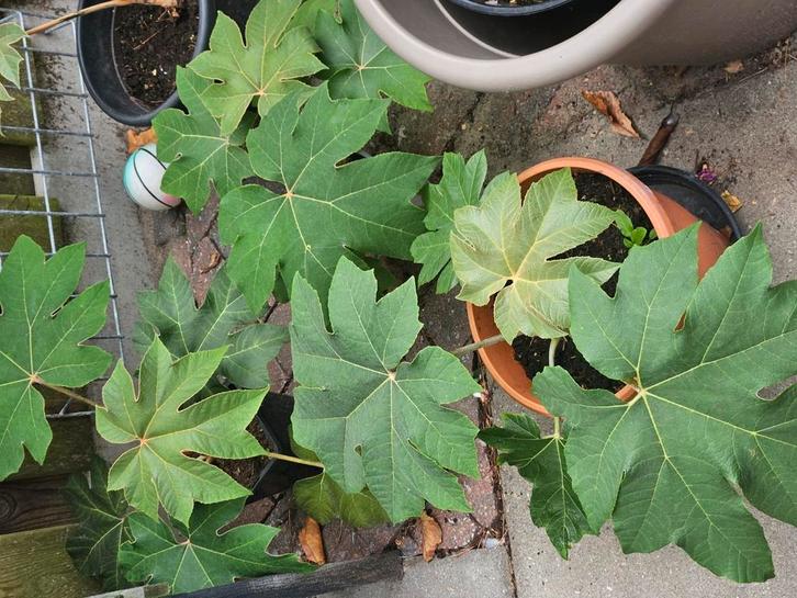 Laatste stekken rijstpapierplant, Tuin en Terras, Planten | Bomen, Overige soorten, 100 tot 250 cm, Volle zon, Ophalen