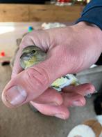 Kanarie x zwartkopsijs (man), Dieren en Toebehoren, Vogels | Overige Vogels