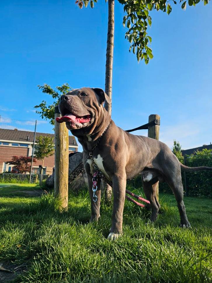 Blauwe Americaanse Staffordshire Terrier met ervaring, Dieren en Toebehoren, Honden | Dekreuen, Reu, Particulier, Eén hond, Nederland
