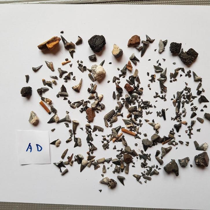 Haaientanden van de ENCI, Verzamelen, Mineralen en Fossielen, Fossiel, Ophalen of Verzenden