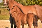 Zeer gaaf Cero Blue hengstveulen uit bekende moederlijn!, Hengst, Springpaard, Gechipt, 0 tot 2 jaar