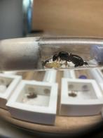 Camponotus ligniperda kolonie’s, Dieren en Toebehoren, Insecten en Spinnen, Mieren