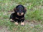 Te koop zeer mooie kaninchen teckel tekkel pups ruwhaar reu, Dieren en Toebehoren, Honden | Teckels en Dashonden, Kaninchen, Reu