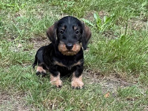 Te koop zeer mooie kaninchen teckel tekkel pups ruwhaar reu, Dieren en Toebehoren, Honden | Teckels en Dashonden, Reu, Ruwhaar