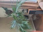 Prachtige palm plant, Ophalen, Bloeit niet, Overige soorten, Volle zon