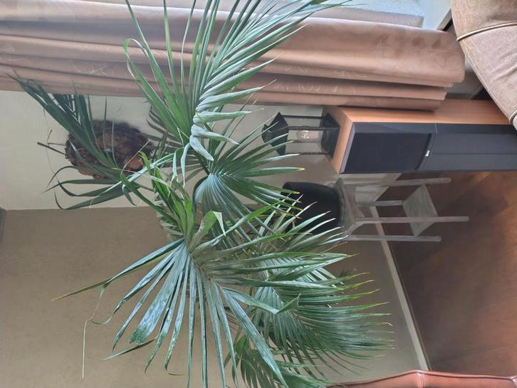 Prachtige palm plant, Tuin en Terras, Planten | Tuinplanten, Overige soorten, Volle zon, Bloeit niet, Ophalen