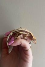 Wimpergekko lilly white pv, Hagedis, Tam, 0 tot 2 jaar