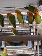 Te koop Lilianae dwergpapegaaien 2026, Dieren en Toebehoren, Geslacht onbekend, Dwergpapegaai of Agapornis, Geringd
