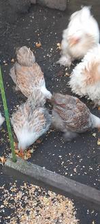 Cochin kriel, Dieren en Toebehoren, Pluimvee, Meerdere dieren, Kip