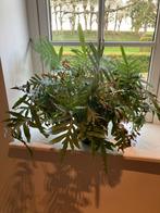Mooie Blauwvaren (Phlebodium Aureum), Ophalen, Overige soorten, Halfschaduw, In pot