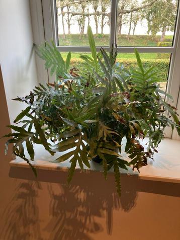 Mooie Blauwvaren (Phlebodium Aureum) beschikbaar voor biedingen