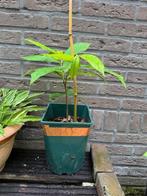 tweejarige pawpaw prima 1216 zaailing, Ophalen, Minder dan 100 cm, Lente, Overige soorten