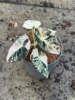 Alocasia black velvet pink variegata, Huis en Inrichting, Kamerplanten, Ophalen of Verzenden, Halfschaduw, Minder dan 100 cm
