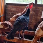 Kalkoenen (hanen), Dieren en Toebehoren, Pluimvee, Mannelijk, Kalkoen