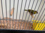 Jong cubavinkje 2025, Dieren en Toebehoren, Vogels | Overige Vogels, Geslacht onbekend, Tropenvogel
