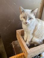 Kittens te koop, Dieren en Toebehoren, Katten en Kittens | Raskatten | Korthaar, Meerdere dieren, Ontwormd, 0 tot 2 jaar