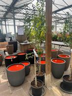 Hibiscus syr ardens €79,95, Tuin en Terras, Planten | Bomen, In pot, Herfst, Halfschaduw, Ophalen of Verzenden