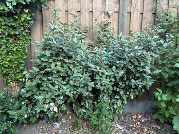 Te koop: 3x Olijfwilg (Elaeagnus ebbingei) – ca. 160 cm hoog beschikbaar voor biedingen