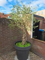 Olijfboom in grote pot., Tuin en Terras, Planten | Bomen, Bloeit niet, 100 tot 250 cm, Olijfboom, Ophalen