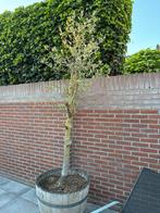Olijfboom, Tuin en Terras, Planten | Bomen, Ophalen of Verzenden, Volle zon, Olijfboom, 100 tot 250 cm