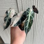 Alocasia bambino variegata, Huis en Inrichting, Kamerplanten, Ophalen of Verzenden, Overige soorten, Minder dan 100 cm
