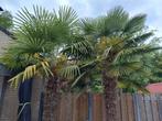 2 Chinese waaierpalmen, Tuin en Terras, Planten | Bomen, Ophalen, Volle zon, Palmboom