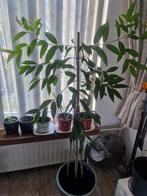 Djamoen plant/boom, Huis en Inrichting, Ophalen, Halfschaduw, Minder dan 100 cm